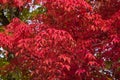 Leaves of Manchurian Maple or Acer mandshuricum in autumn sunlight background, selective focus, shallow DOF Royalty Free Stock Photo