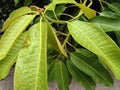 leaves of a mango tree exposed to rainwater