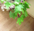 Leaves of maple and straw flowers in an armchair