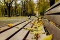 Leaves of maple on the banch in the park. Autumn Royalty Free Stock Photo