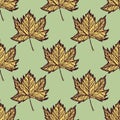 Leaves maple engraved seamless pattern. Vintage background botanical with canadian foliage in hand drawn style Royalty Free Stock Photo