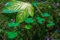 Leaves of maple leaf, abstract green texture Royalty Free Stock Photo