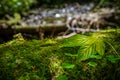 Leaves of maple leaf, abstract green texture Royalty Free Stock Photo