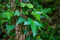 Leaves of maple leaf, abstract green texture Royalty Free Stock Photo