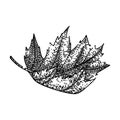leaves maple leaf sketch hand drawn vector Royalty Free Stock Photo