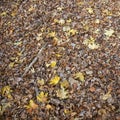 Leaves of maple and other trees on floor of forest Royalty Free Stock Photo