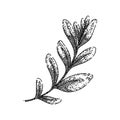 leaves marjoram sketch hand drawn vector