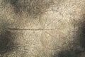 Leaves marks on concrete Royalty Free Stock Photo