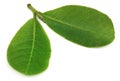 Leaves of Medicinal Terminalia arjuna Royalty Free Stock Photo