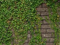 leaves and medieval wall