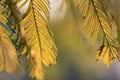 leaves of Metasequoia trees Royalty Free Stock Photo