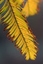 Leaves of Metasequoia trees Royalty Free Stock Photo