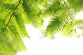 Leaves of Metasequoia trees Royalty Free Stock Photo