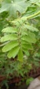 The leaves of the mimos pudica plant. Green leaves