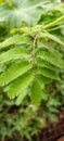 The leaves of the mimos pudica plant. Green leaves