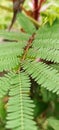 The leaves of the mimos pudica plant. Green leaves