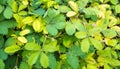 Leaves of Sensitive plant or mimosa pudica