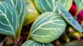 Leaves of Monadenium ritchie