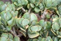 Leaves of the money tree Crassula arborescens