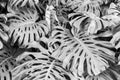 Leaves of Monstera deliciosa, the fruit salad plant, in black and white Royalty Free Stock Photo