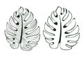 The leaves monstera are used in designs on a white background Isolate lined pattern Illustrator eps 10