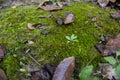 Leaves, moss and vegetation Royalty Free Stock Photo