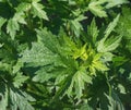 leaves of Motherwort Royalty Free Stock Photo