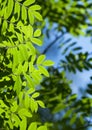 Leaves of mountain ash