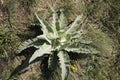 The leaves of mullein, verbascum, in the hill country of Lower Austria