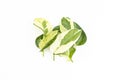 Leaves of N Joy pothos isolated on a white background Royalty Free Stock Photo