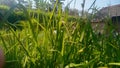 leaves of napier grass or elephant grass in the form of green blades