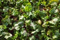 Leaves of natural ripe beetroot