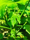 Leaves in Nature seen up close in summer