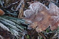 Leaves and needles in crystals of frost on cold ground. Winter forest.