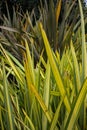 Leaves of new zealand flax phormium agavaceae tanax dark ddelight