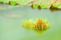 The leaves of the newly formed lotus has not expanded. Royalty Free Stock Photo