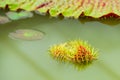 The leaves of the newly formed lotus has not expanded. Royalty Free Stock Photo