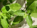 The leaves of nice green Tulsi Royalty Free Stock Photo