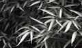 Leaves in the night light textured wallpaper. Forest bamboo in night vision mode background. For banner postcard, book Royalty Free Stock Photo