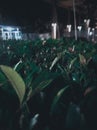 Leaves at night