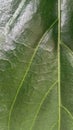 The leaves of the noni tree or the pace fruit tree can be used as a background. Royalty Free Stock Photo