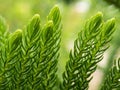 Leaves of Norfolk Island Pine Row Royalty Free Stock Photo