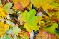 Leaves of a Norway maple, Acer platanoides in Autumn