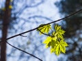 Leaves of norway maple tree backlited by sunlight, selective focus, shallow DOF