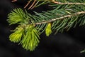 Leaves of Norway Spruce Royalty Free Stock Photo