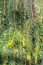 Leaves of Norway Spruce Royalty Free Stock Photo
