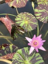 Leaves of Nymphaea nouchali or Star Water lily. Royalty Free Stock Photo