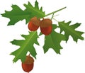 Leaves of an oak and acorns