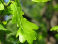 Leaves of oak tree