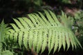 The leaves ofthe green fern plant are special.